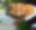 Profilbild von Cornelia Hauser